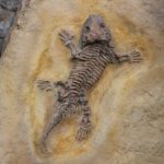 Hasn’t science proved that life has existed on the earth for billions of years?