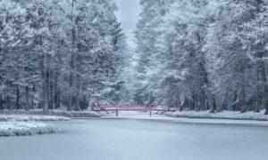 Fekete István: Téli berek – könyvajánló
